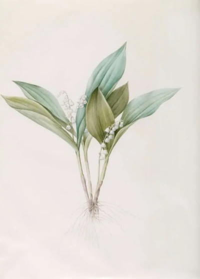 Puede lirio de los valles. "Lily"