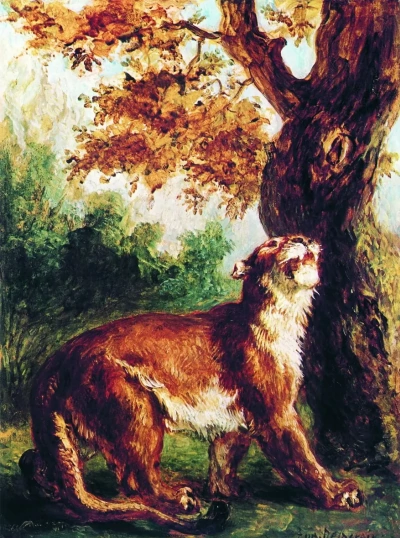 'Puma'