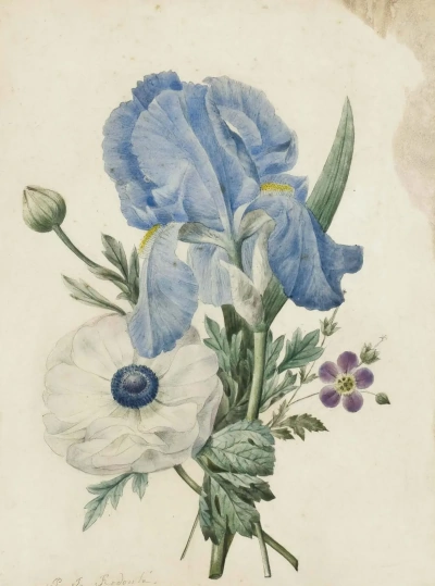 Ramo: iris