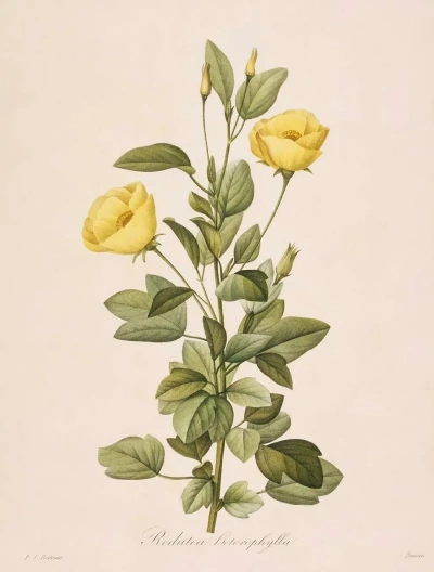 Redoubt heterophillus. "Selección de las flores más hermosas"