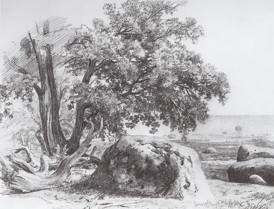 Roble en la orilla del Golfo de Finlandia.