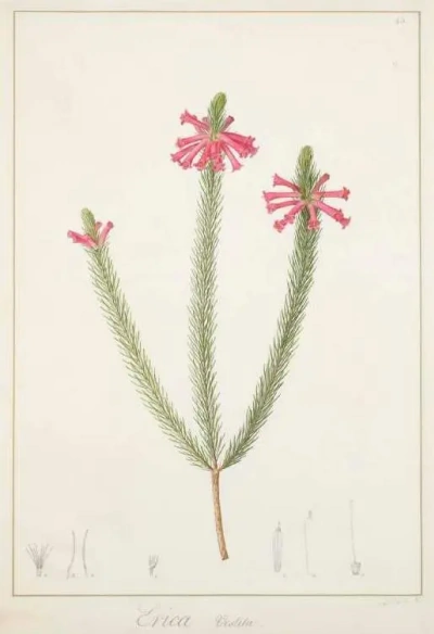 Rosa brezo