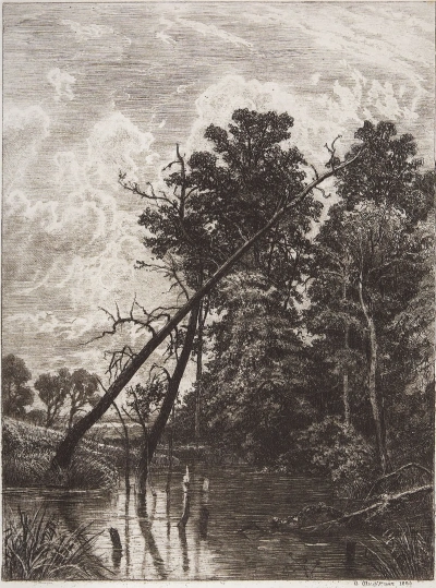 Swamp