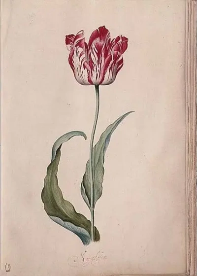 Tulipanes I.