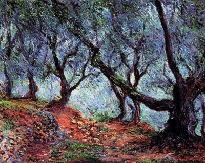 Un grupo de olivos en Bordighera.