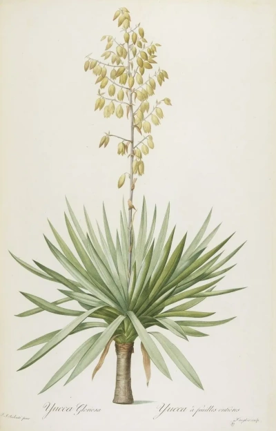 Yuca gloriosa. "Lily"