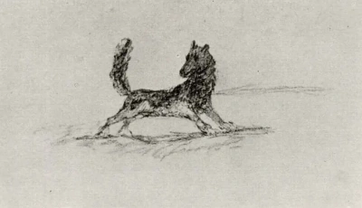 Zorro
